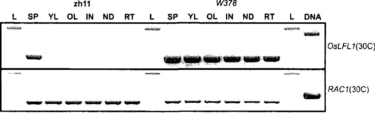 Rice fat synthesis related gene and use thereof