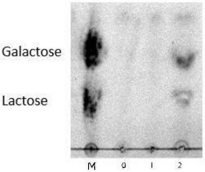 Beta-galactosidase and application thereof in lactose degradation