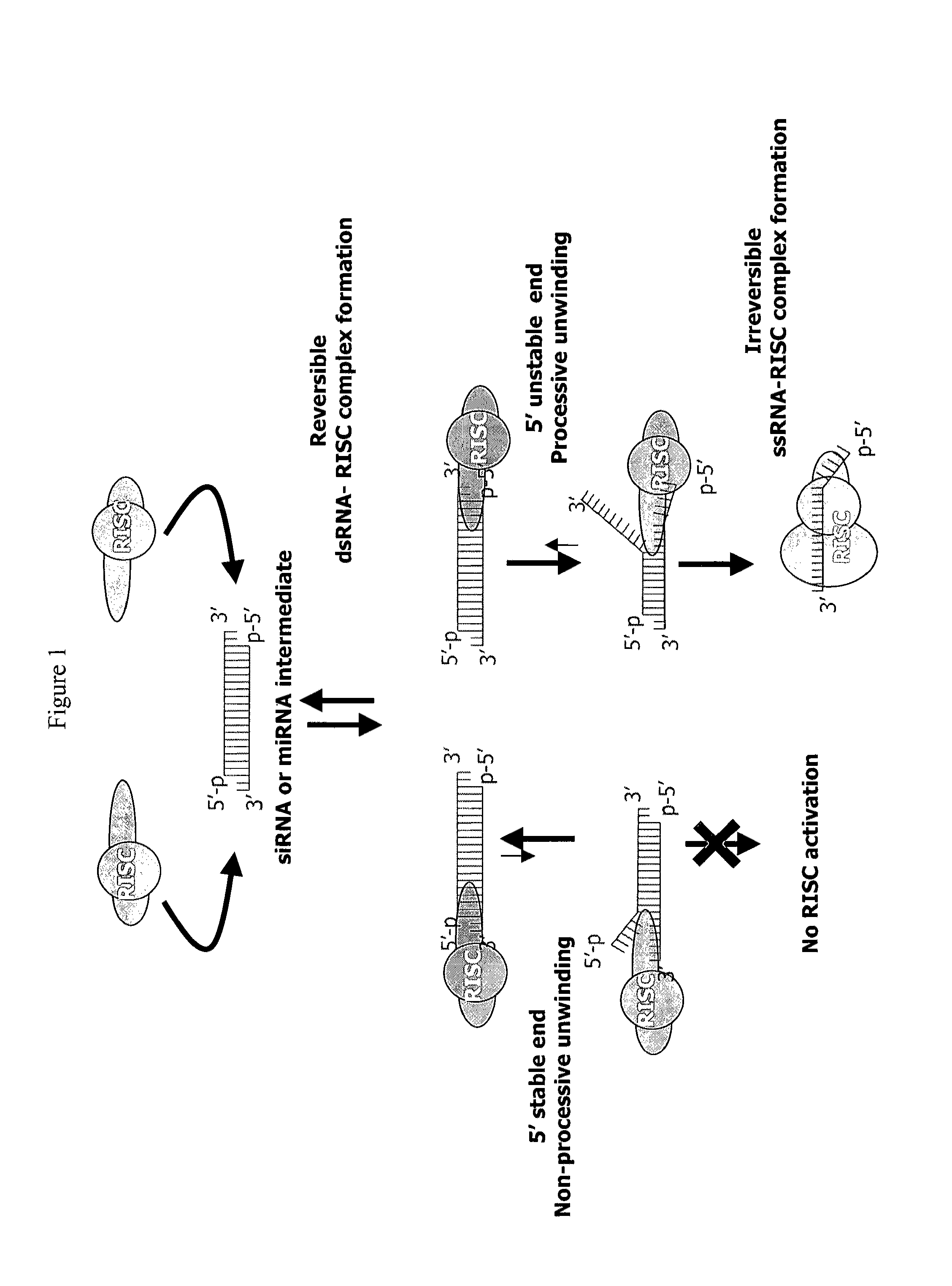 SiRNA targeting catenin, beta-1 (CTNNB1)