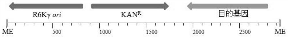 Construction method of recombinant bacteriophage