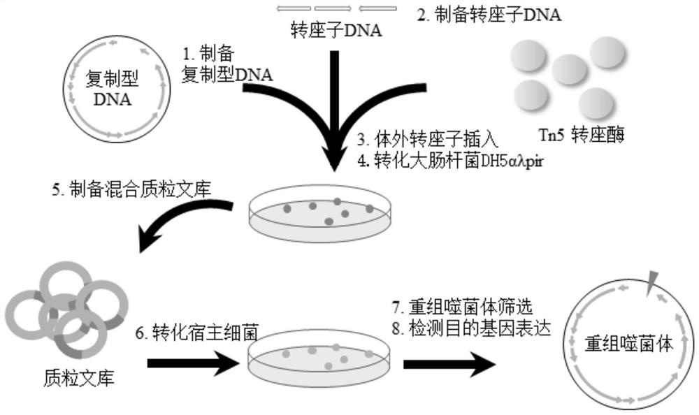 Construction method of recombinant bacteriophage