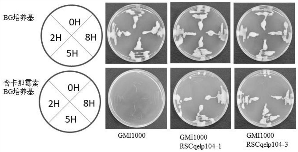 Construction method of recombinant bacteriophage