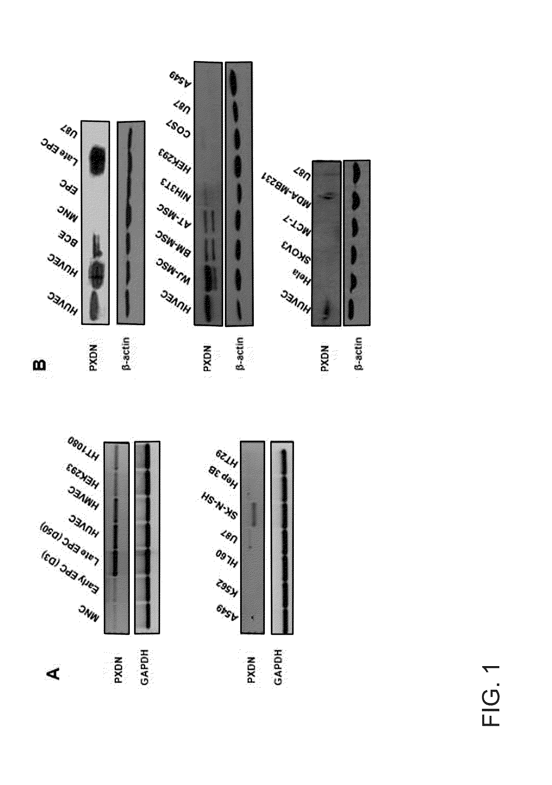 Composition for inhibiting angiogenesis containing a peroxidasin inhibitor as an active ingredient