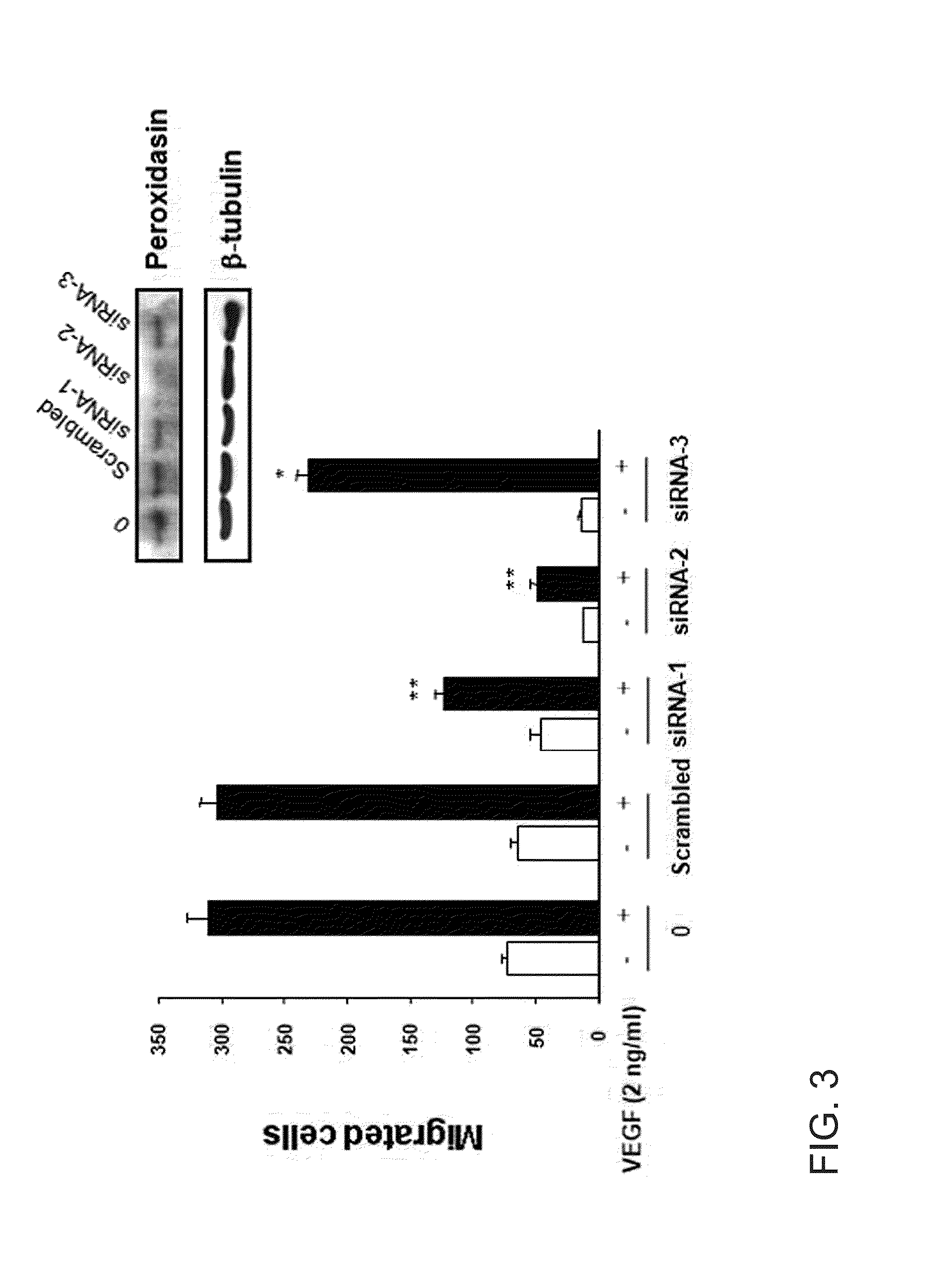 Composition for inhibiting angiogenesis containing a peroxidasin inhibitor as an active ingredient