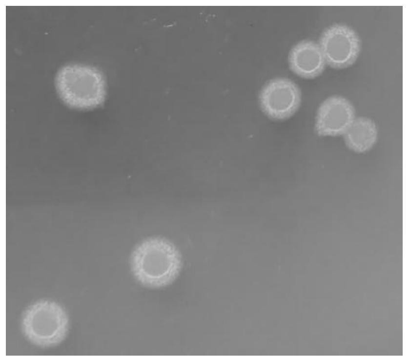 Complex microbial inoculant and biocontrol seed coating agent containing complex microbial inoculant