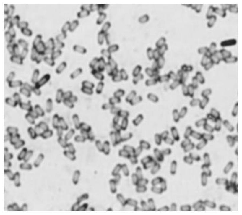 Complex microbial inoculant and biocontrol seed coating agent containing complex microbial inoculant