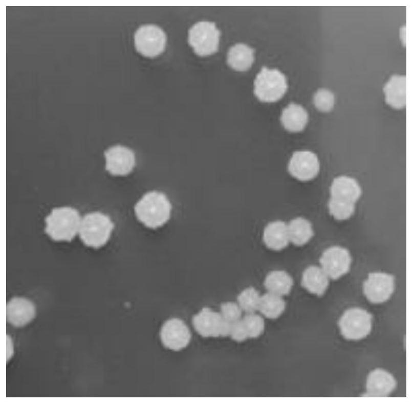 Complex microbial inoculant and biocontrol seed coating agent containing complex microbial inoculant