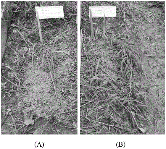 A method of inhibiting the growth of weeds in paddy fields by using rice straw powder and sticky bacteria