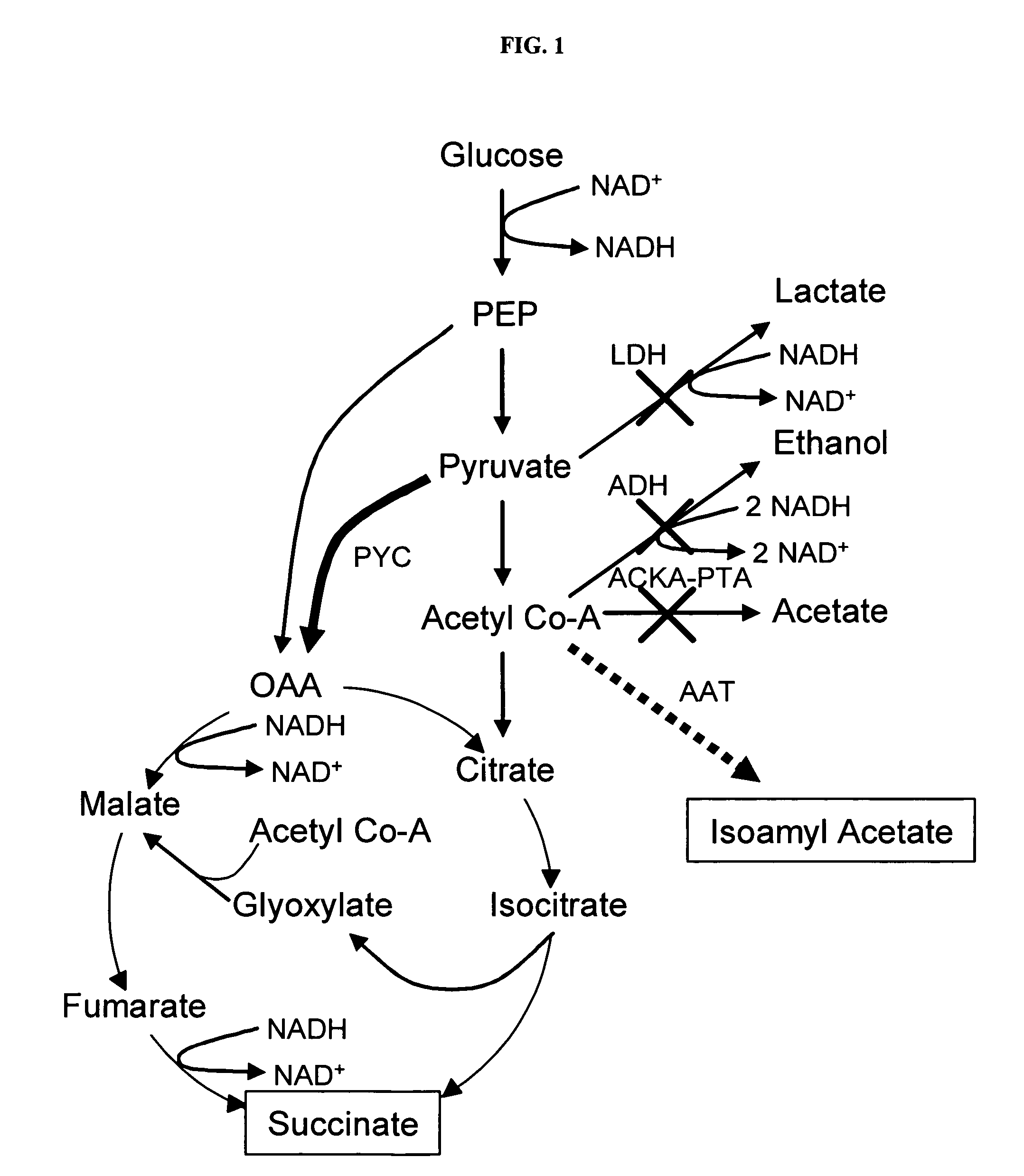 Simultaneous anaerobic production of isoamyl acetate and succinic acid