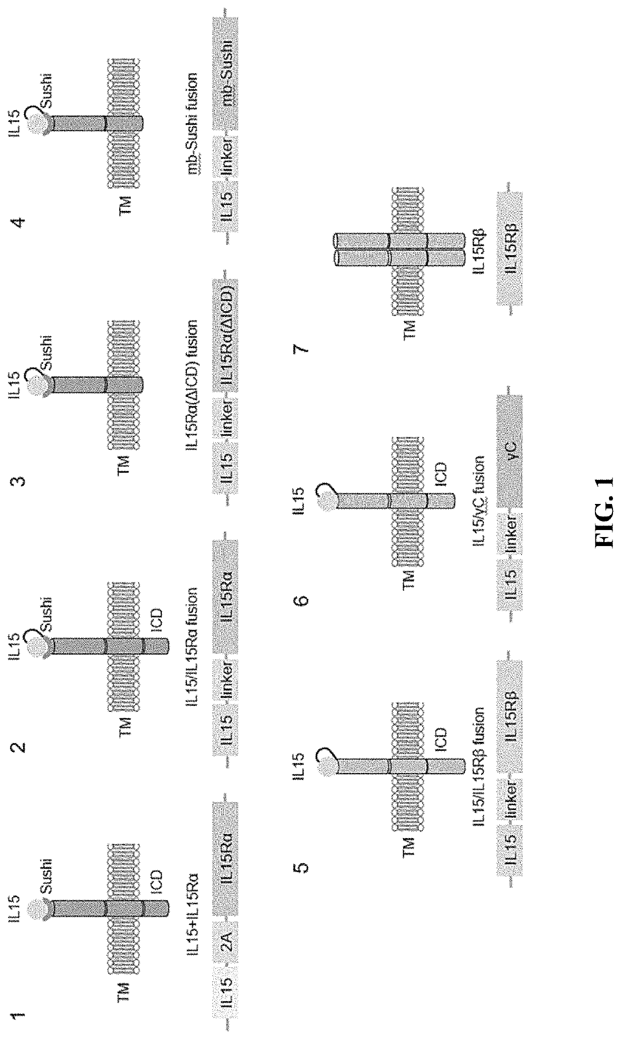 Enhanced immune effector cells and use thereof