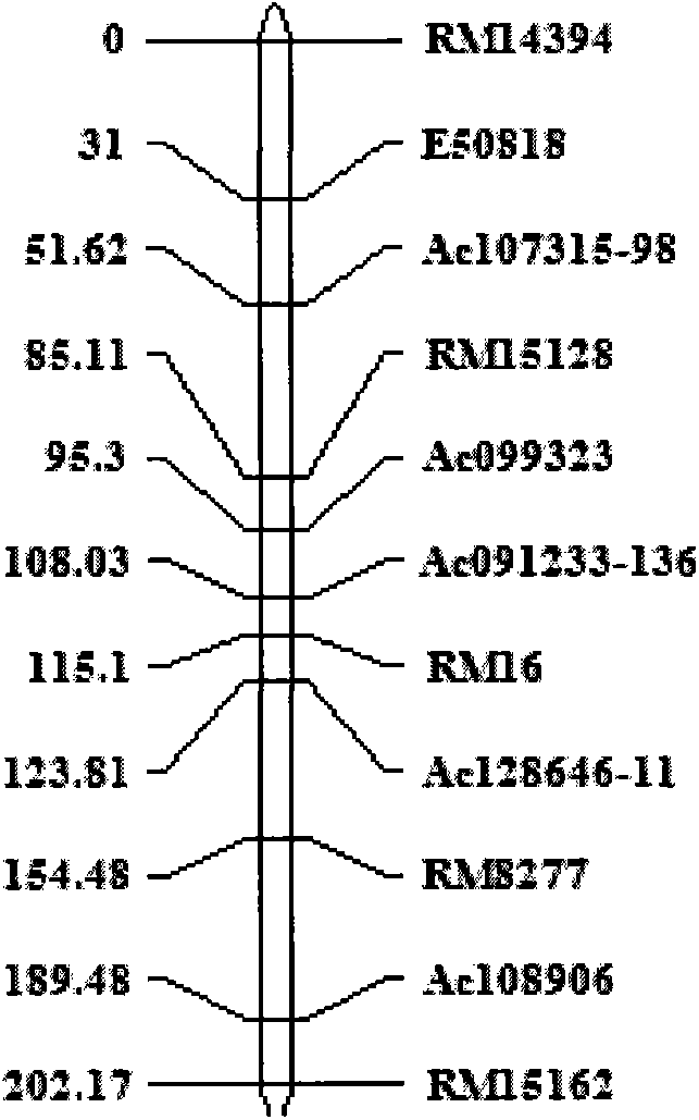 Molecular marking method of rice stigma exsertion major QTL sites