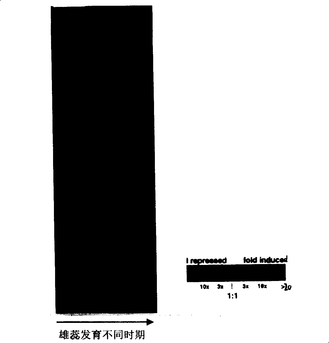 Organization chip for researching functional genome as well as preparation method and application thereof