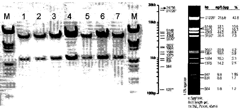 Single-chain fragment antibody-polypeptide amalgamation protein and uses thereof