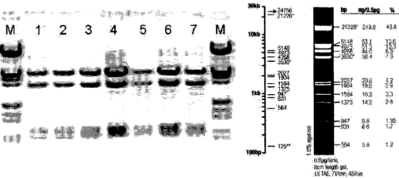 Single-chain fragment antibody-polypeptide amalgamation protein and uses thereof