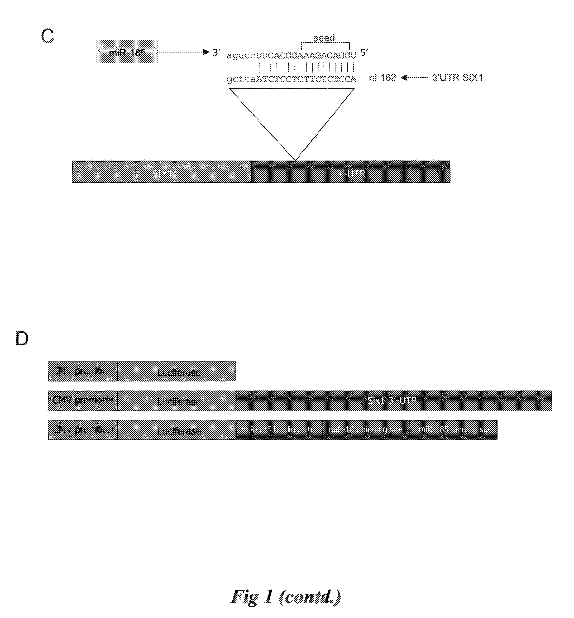 Methods and compositions for influencing tumors using microrna-185 as a tumor suppressor