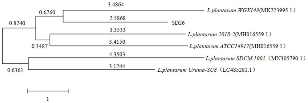 Lactobacillus plantarum SD26 as well as product and application thereof