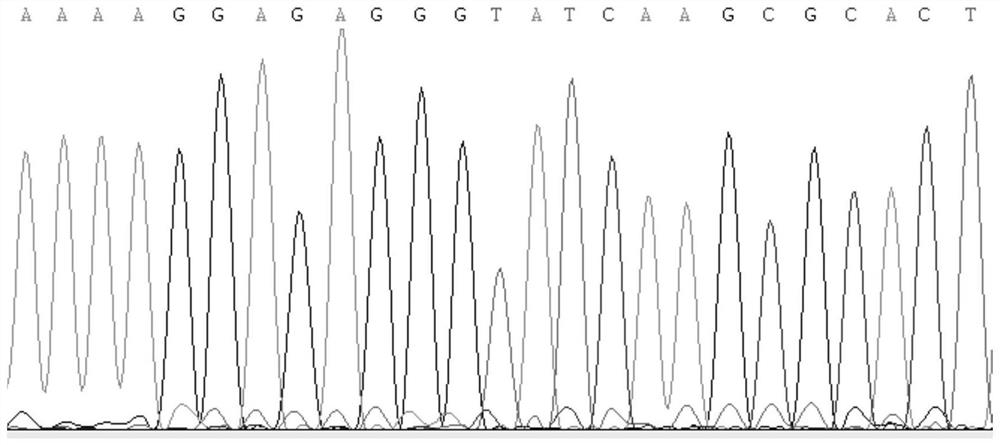 Kit and method for identifying myospalax psilurus