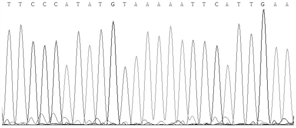 Kit and method for identifying myospalax psilurus