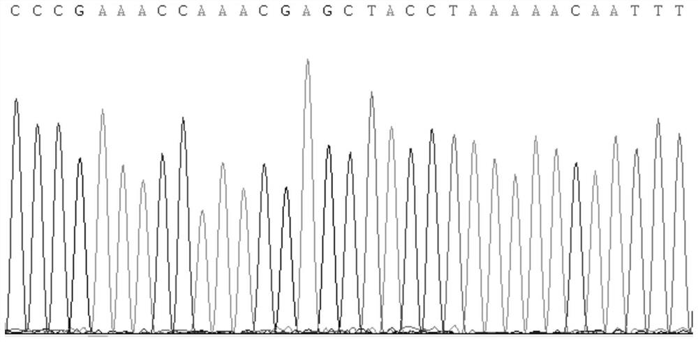 Kit and method for identifying myospalax psilurus