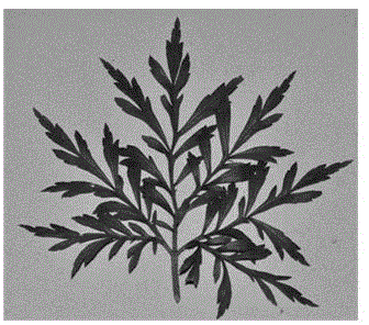Leaf micro-cuttage propagation technology for rare and endangered plant Begonia coptidifolia