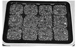 Leaf micro-cuttage propagation technology for rare and endangered plant Begonia coptidifolia