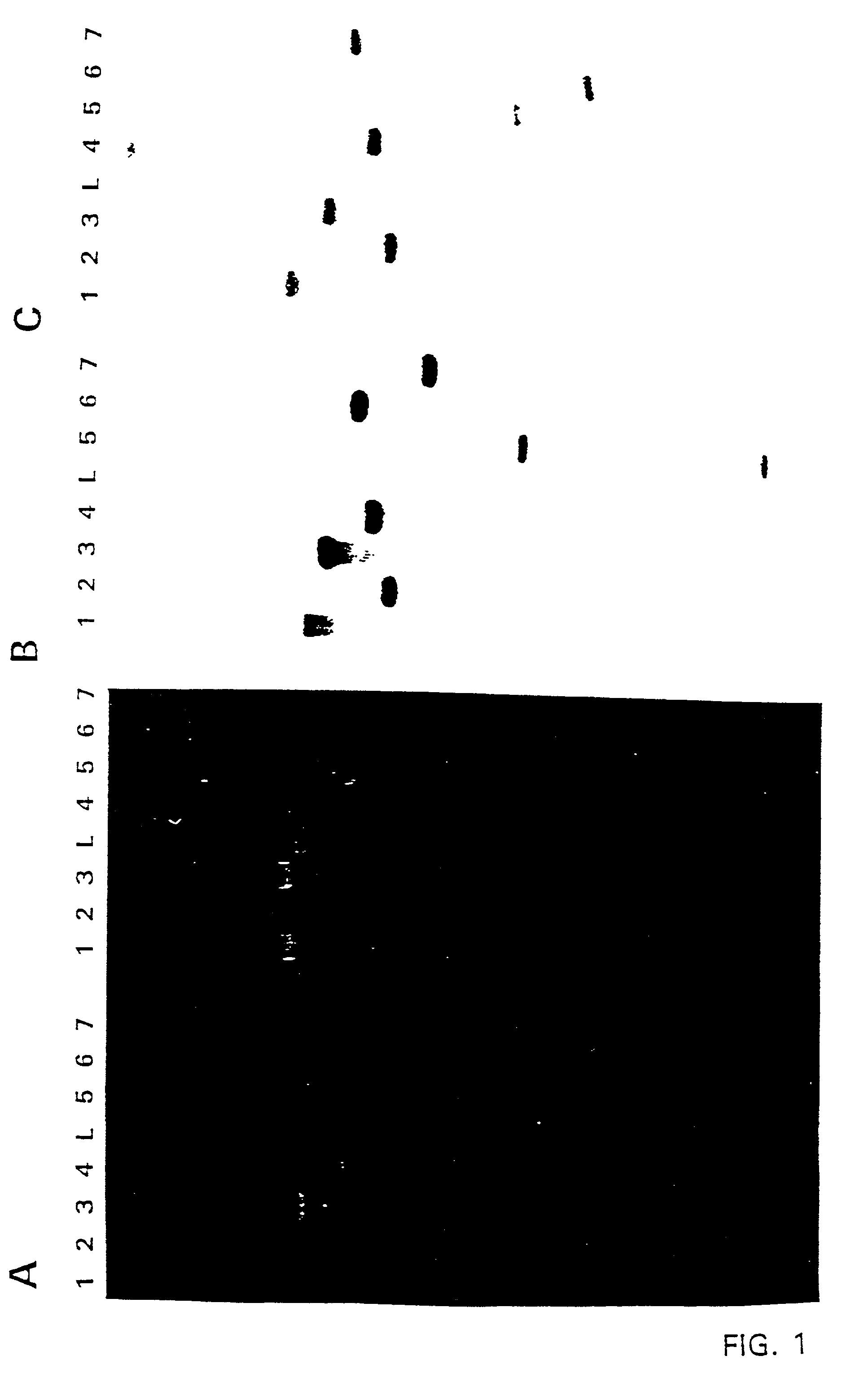 Recombinant materials for carotenoid production