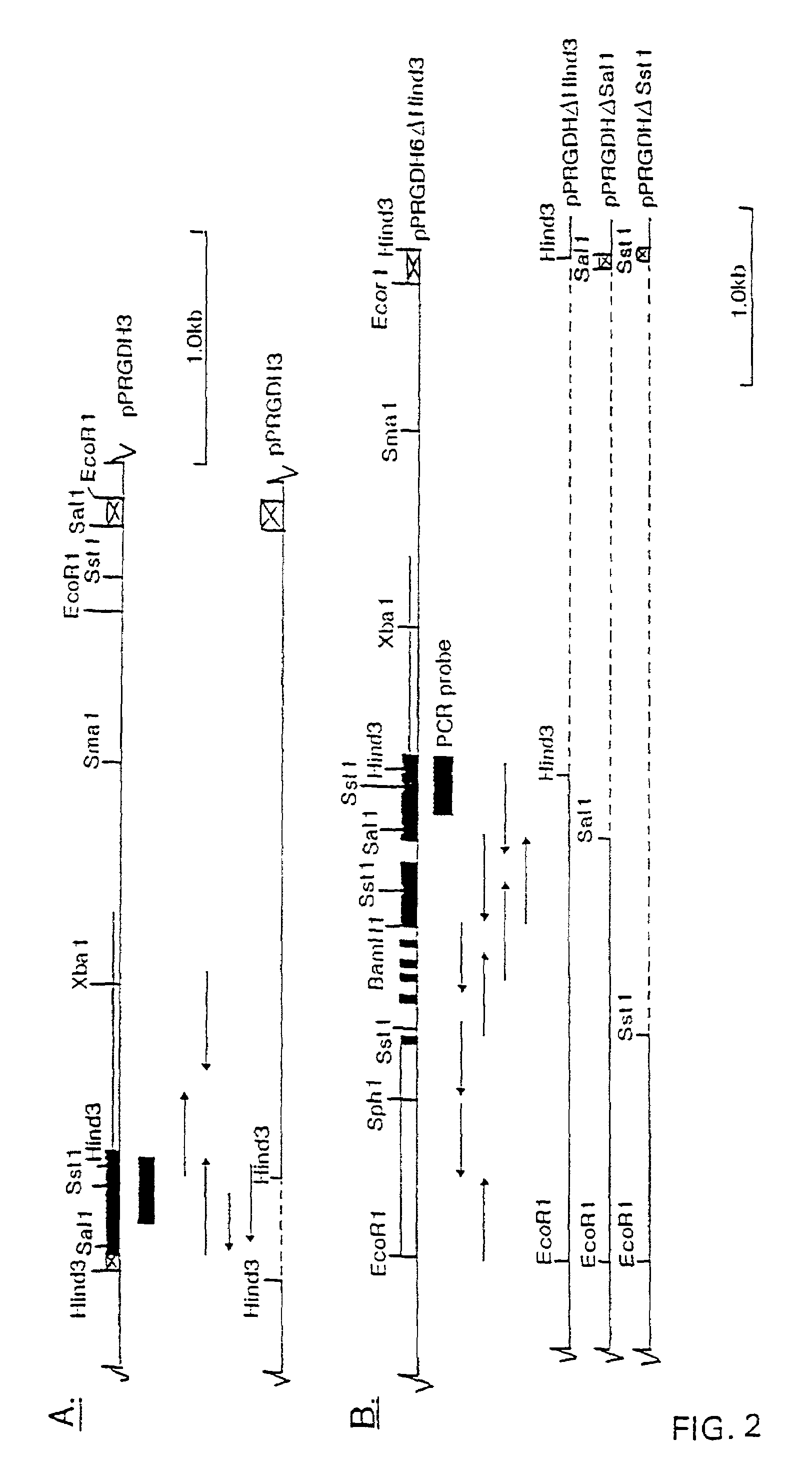 Recombinant materials for carotenoid production