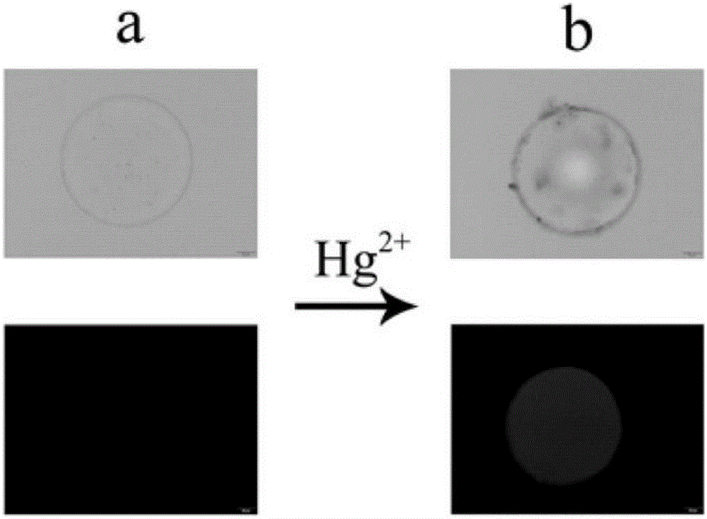 Hydrogel microsphere fluorescence sensor as well as preparation method and application thereof