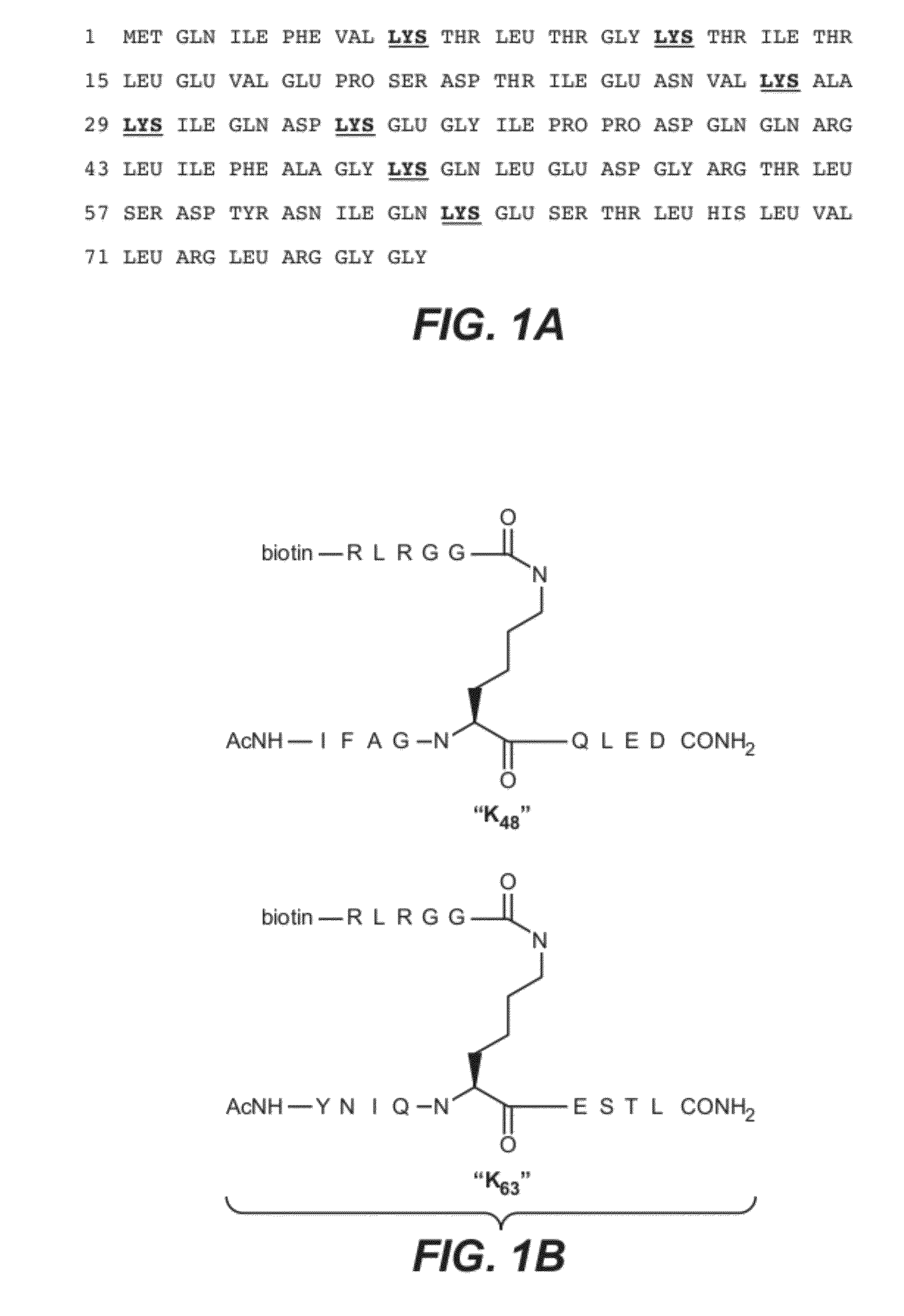 Methods and compositions for targeting polyubiquitin