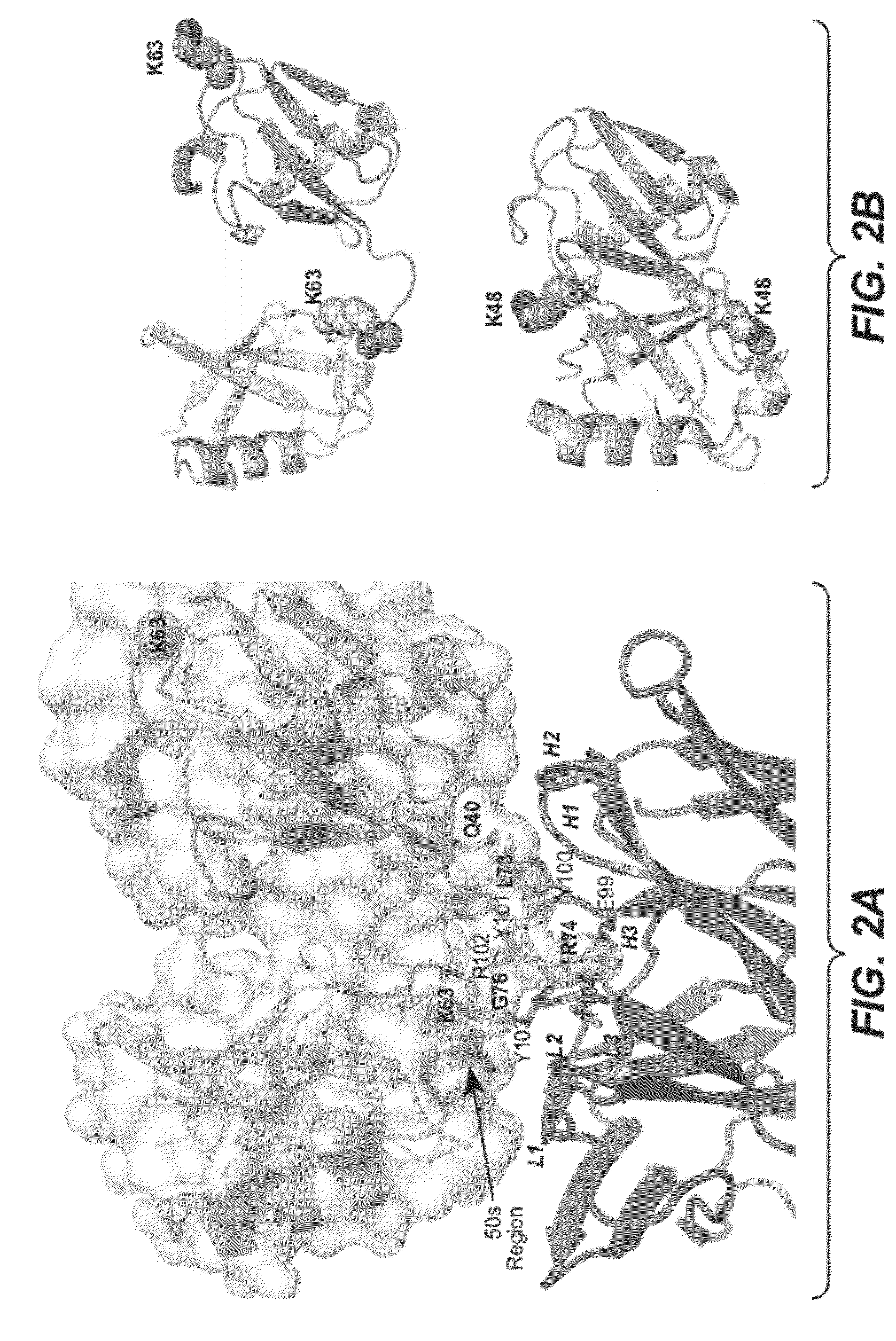 Methods and compositions for targeting polyubiquitin