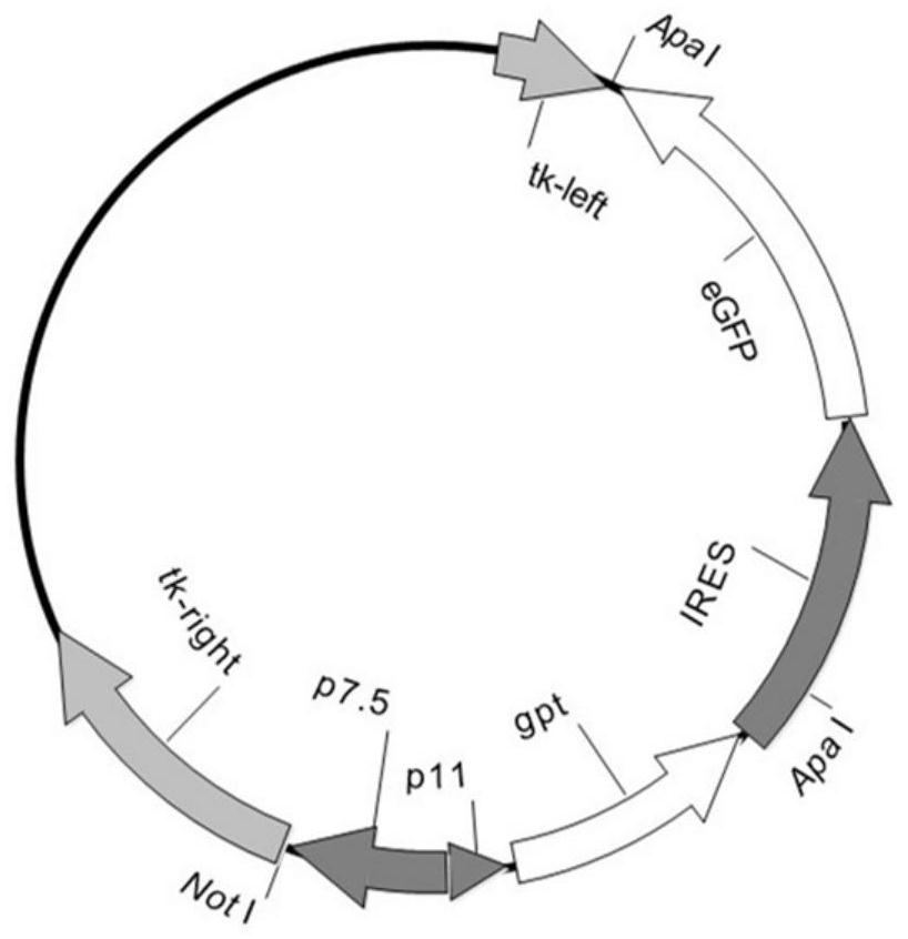 Construction of Goat Pox Virus Recombination System and Dual-expression pprv H/F Protein Vaccine Without Plaque Cloning and Screening Tags