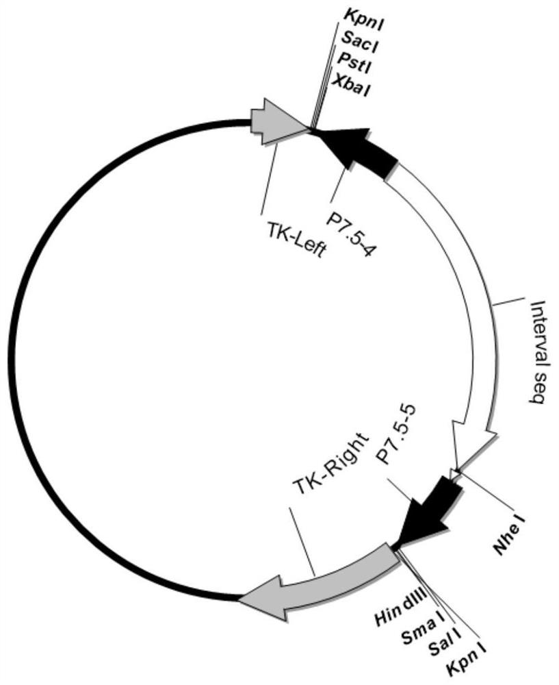 Construction of Goat Pox Virus Recombination System and Dual-expression pprv H/F Protein Vaccine Without Plaque Cloning and Screening Tags