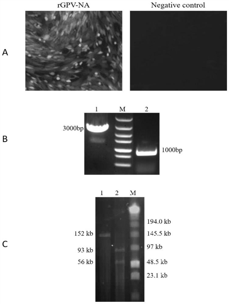 Construction of Goat Pox Virus Recombination System and Dual-expression pprv H/F Protein Vaccine Without Plaque Cloning and Screening Tags