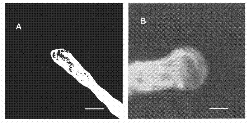 Fluorescence labeling method for cotton pollen tube microfilament framework