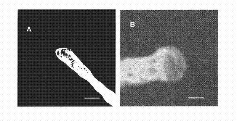 Fluorescence labeling method for cotton pollen tube microfilament framework