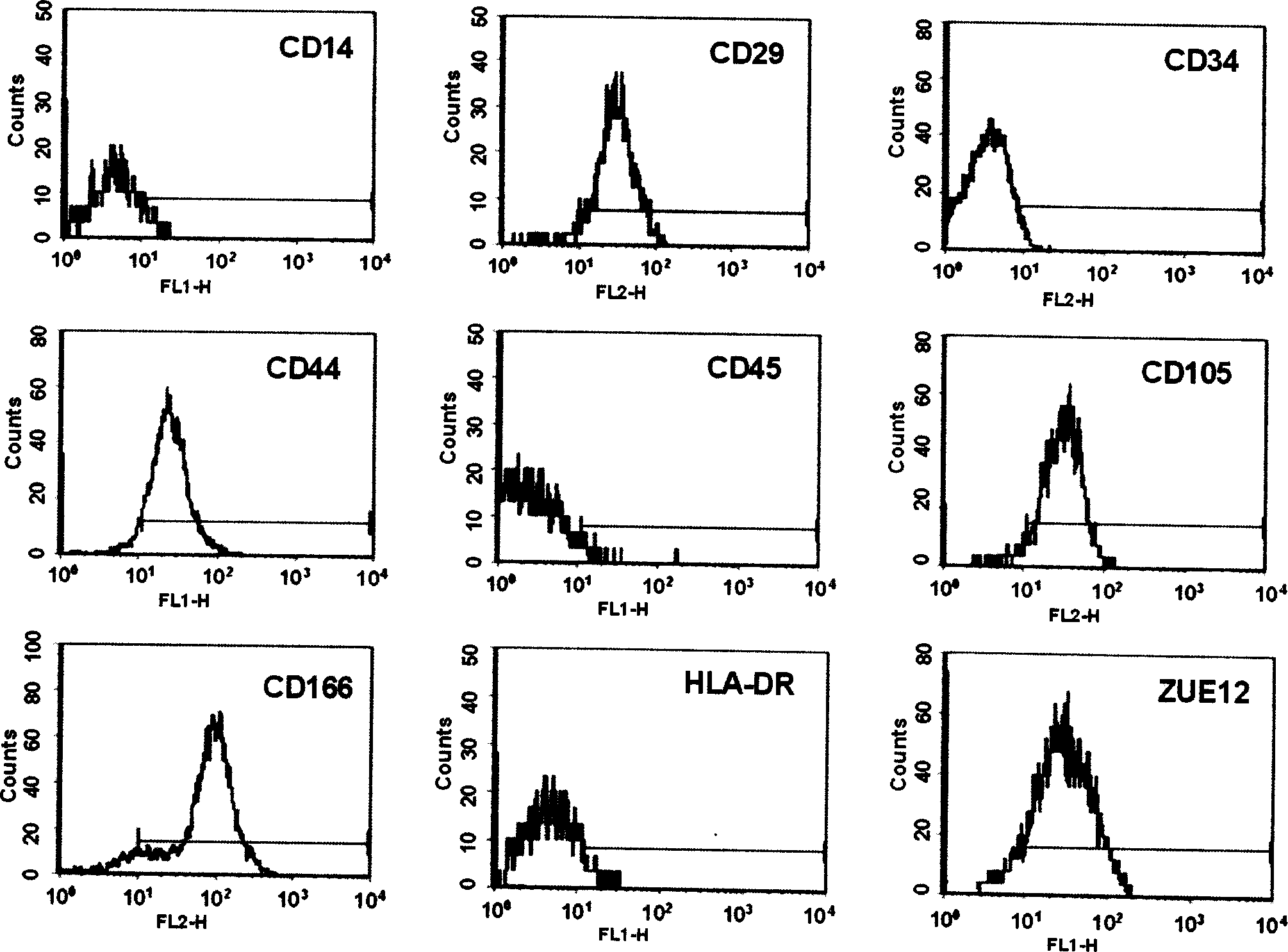 Method for sorting human marrow mesenchymal stem cell by monoclonal antibody ZUE12 immunomagnetic bead