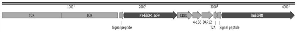 Dual-signal chimeric antigen receptor as well as preparation method and application thereof