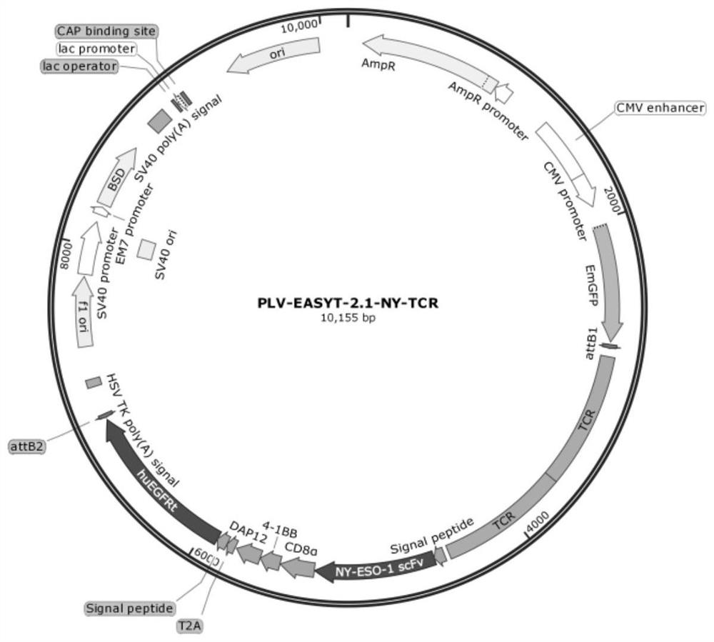 Dual-signal chimeric antigen receptor as well as preparation method and application thereof