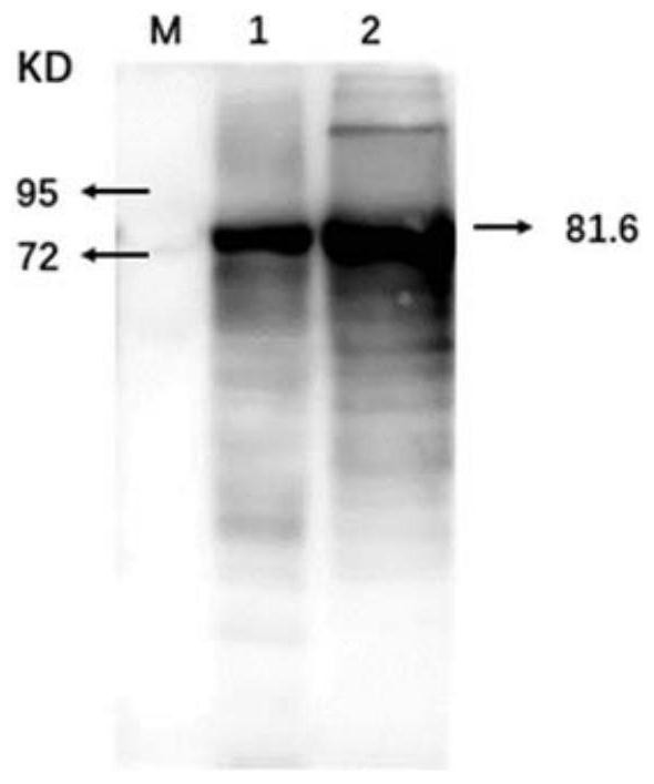 A kind of mycoplasma bovis double-antibody sandwich ELISA detection kit and its application