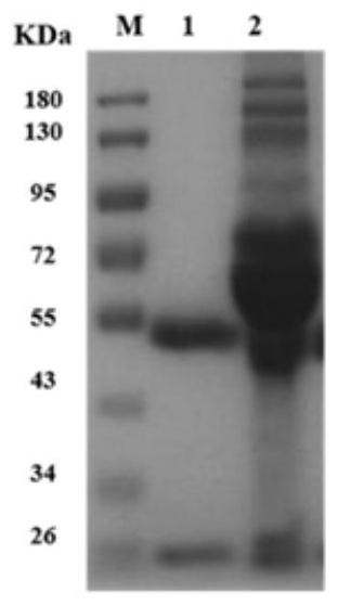 A kind of mycoplasma bovis double-antibody sandwich ELISA detection kit and its application