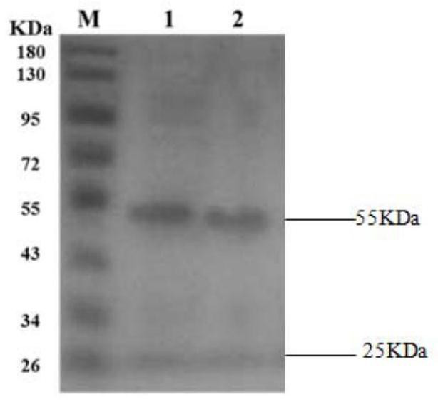 A kind of mycoplasma bovis double-antibody sandwich ELISA detection kit and its application