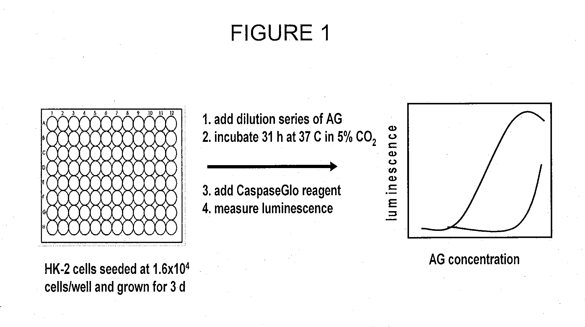 Compositions and methods for determining nephrotoxicity
