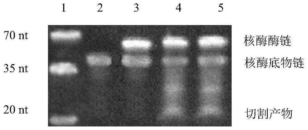 A silver high-salt-resistant nucleic acid sensor and its application