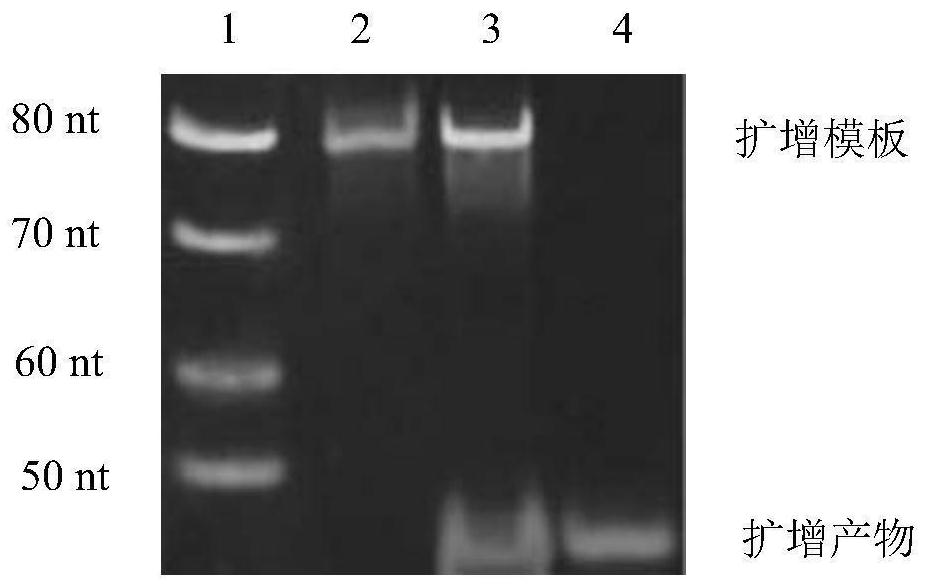 A silver high-salt-resistant nucleic acid sensor and its application