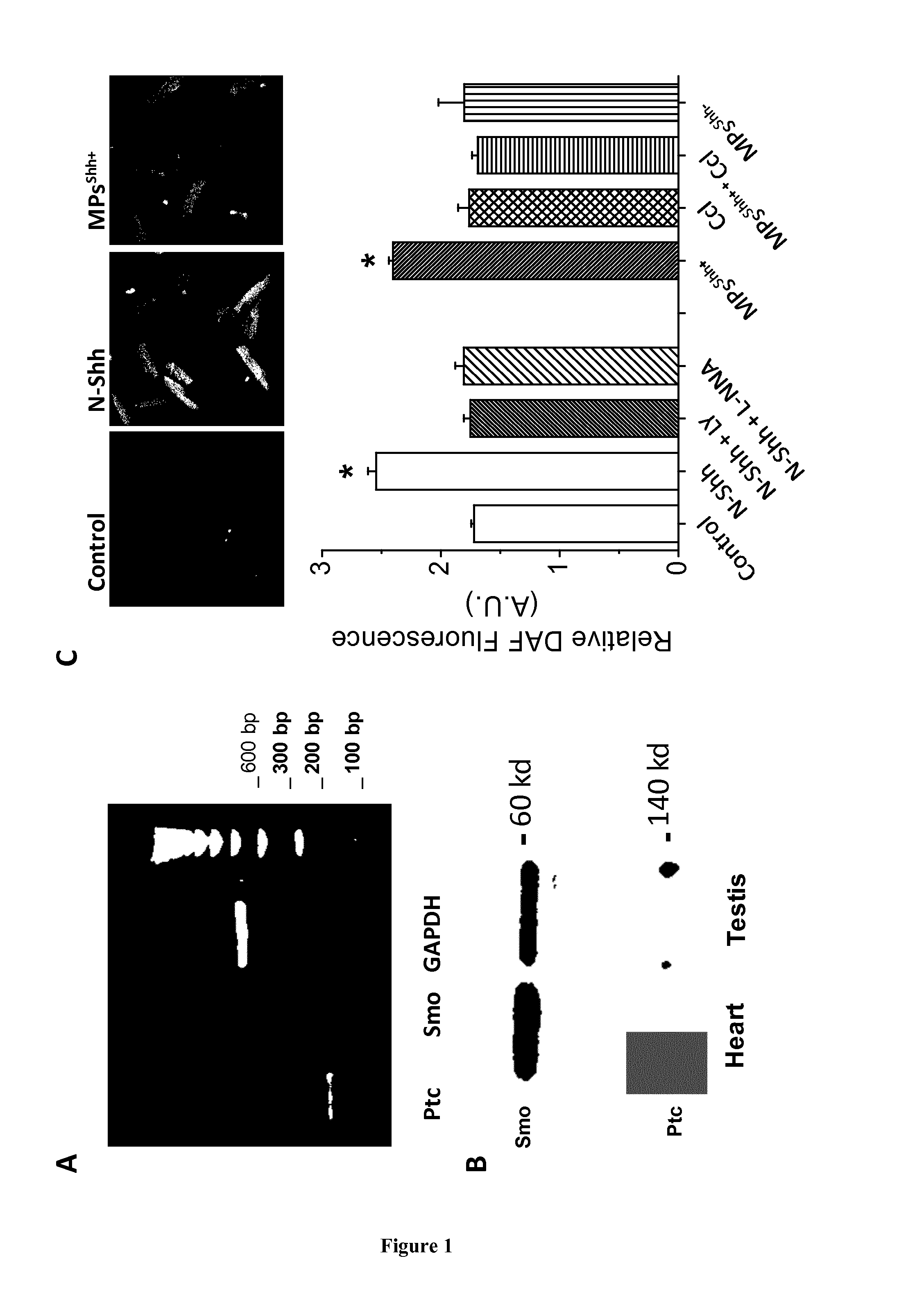 Methods and pharmaceutical compositions for the cardioprotection