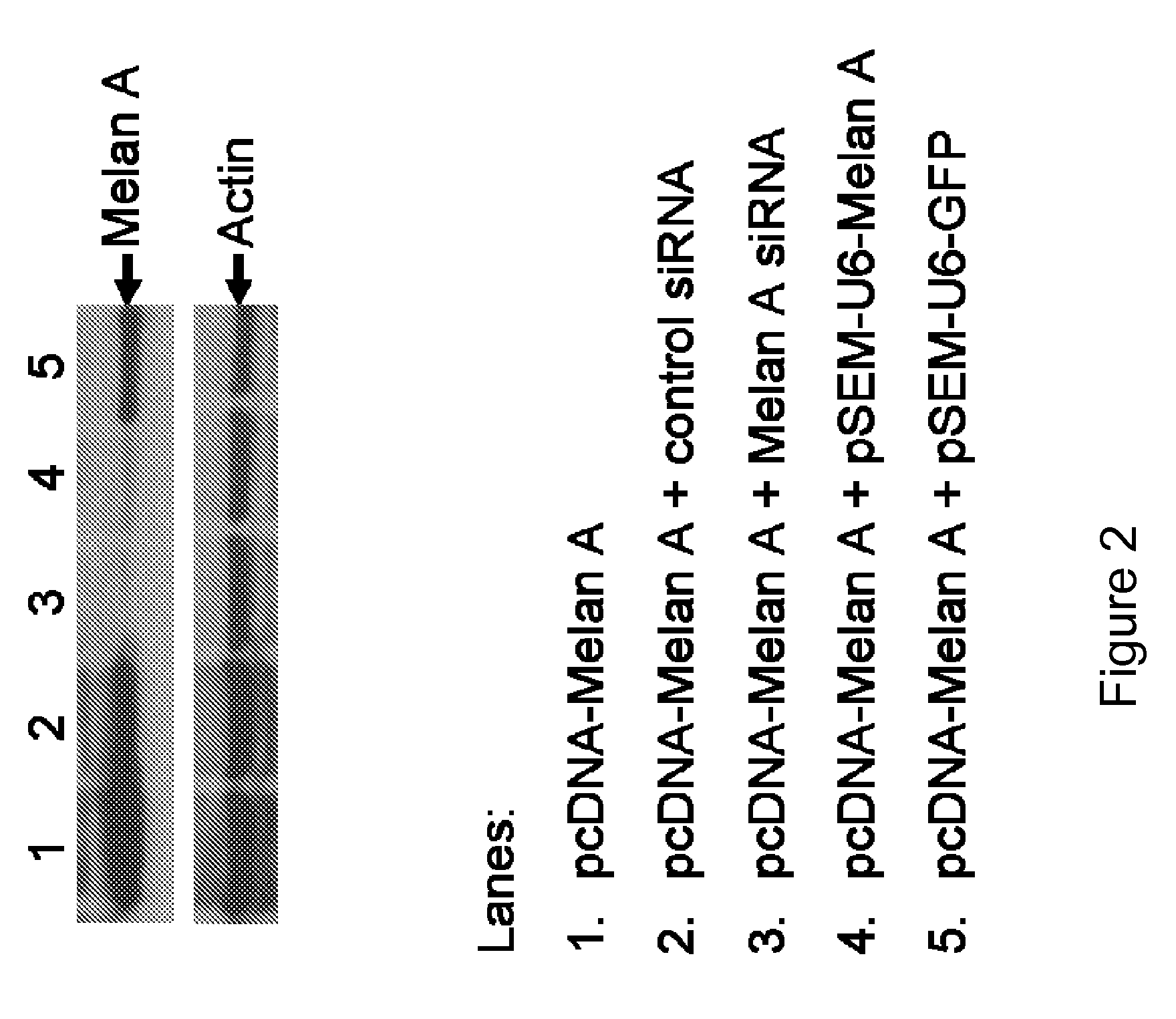 Multicistronic vectors and methods for their design