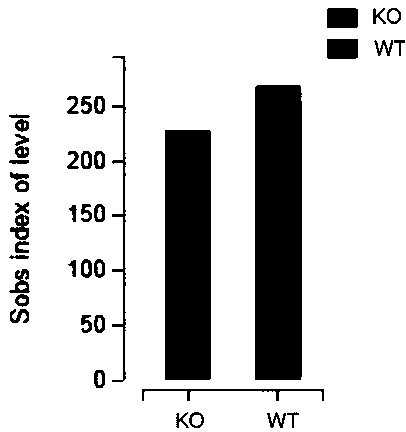 Applications of intestinal flora in preparation of drugs for treatment of depression caused by Dcf1 deficiency