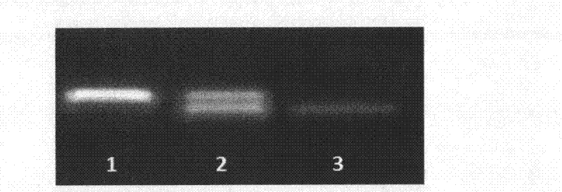 Gene for controlling rice fertility, encoded protein and application thereof