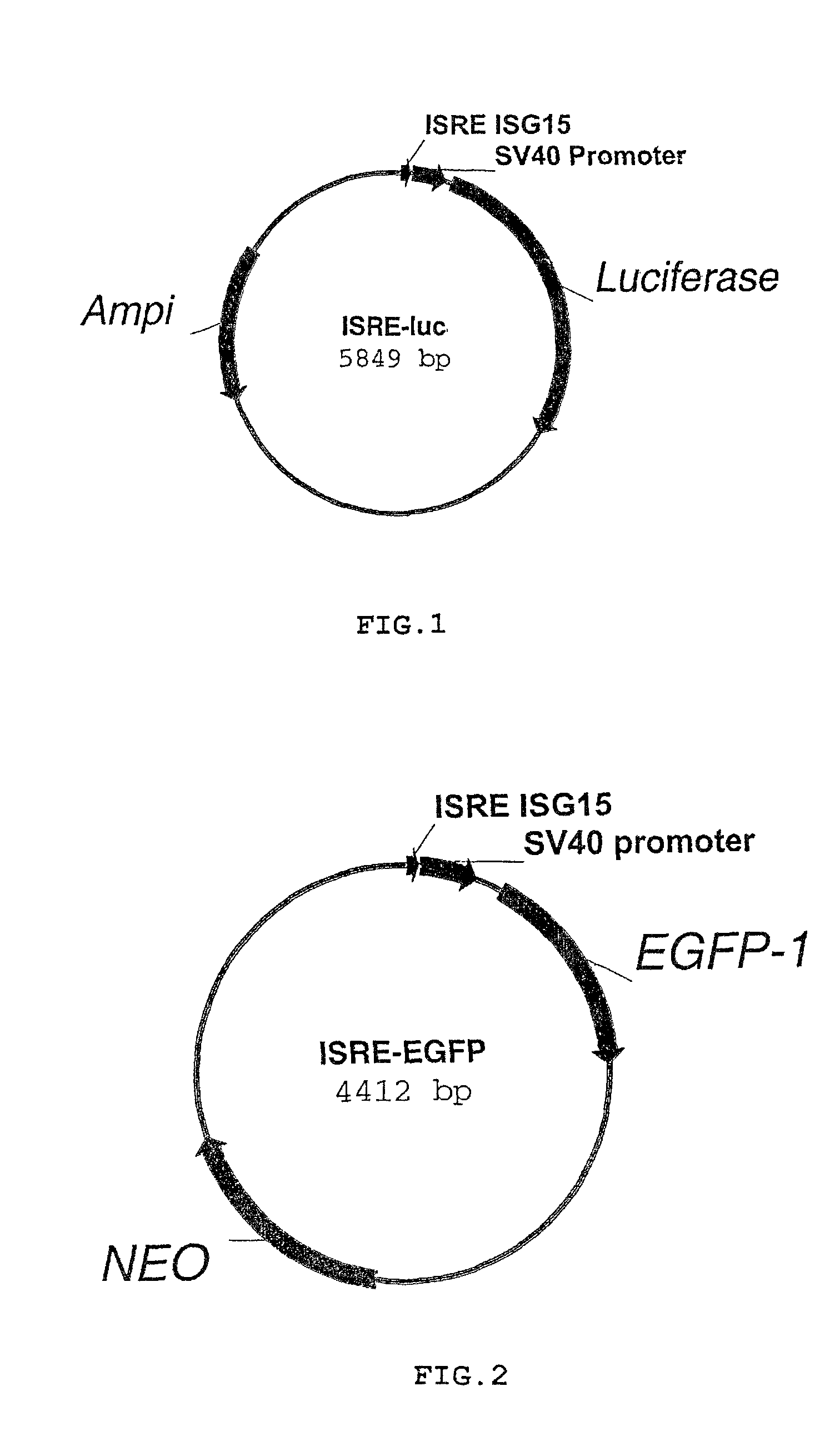 Method for conducting an assay for neutralizing antibodies