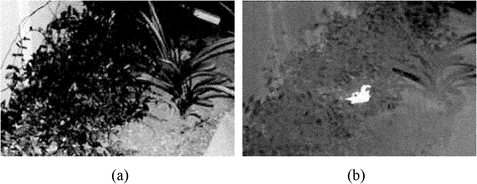 Multimodality image fusion method combining multi-scale bilateral filtering and direction filtering